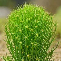 Rice Cactus (Rhipsalis cereuscula)