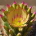 Rainbow Cactus (Echinocereus pectinatus)