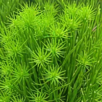 Rhipsalis baccifera subsp. mauritiana