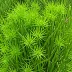 Rhipsalis baccifera subsp. mauritiana