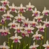 Rose Pogonia
