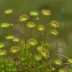 Round-leaved Sundew