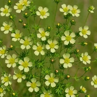 Rough Cinquefoil