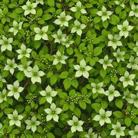 Rhodotypos scandens