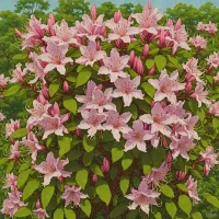 Rhododendron schlippenbachii