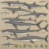 Rice's Whale