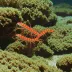 Red-backed Cleaning Shrimp