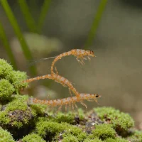 Riverside Fairy Shrimp