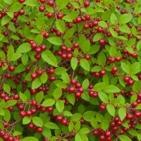 Red Huckleberry (Vaccinium parvifolium)