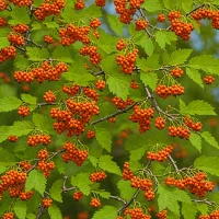Rowan Berry (Sorbus aucuparia)