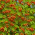 Rowan Berry (Sorbus aucuparia)