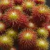 Rambutan (Nephelium lappaceum)