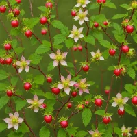 Rugosa Rose Hip (Rosa rugosa)