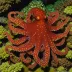 Red Octopus (Octopus rubescens)