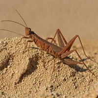 Red Desert Grasshopper (Sphingonotus rubescens)
