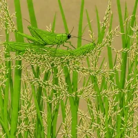 Rice Swarming Grasshopper (Hieroglyphus banian)