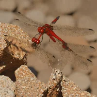 Red Rock Skimmer