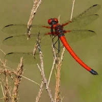 Red-tailed Pennant