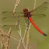 Red-tailed Pennant