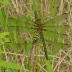 Russet-tipped Clubtail