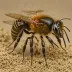 Resin Bee (Heriades truncorum)