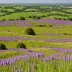 Rodborough Common