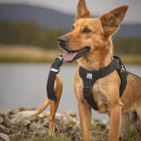 Ruffwear Front Range Harness