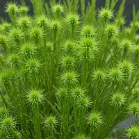 Rhipsalis elliptica
