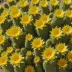 Rebutia marsoneri