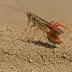 Red-legged Grasshopper