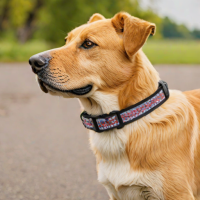 Rabbitgoo Dog Collar