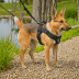 RabbitGuy Dog Harness - No Pull