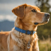 Ruffwear Webbing Dog Collar