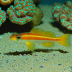 Spotfin Goby (Stonogobiops maculatus)