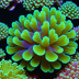 Siderastrea radians (Looking Glass Coral)