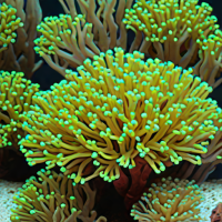 Seriatopora hystrix (Brush Coral)