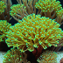 Seriatopora hystrix (Brush Coral)