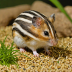 Striped Hamster (Cricetus hortensis)