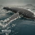 Secrets of the Whales