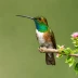 Sparkling-tailed Hummingbird