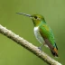 Snowy-bellied Hummingbird