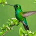 Sapphire-spangled Emerald