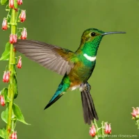 Stripe-tailed Hummingbird