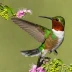 Spot-throated Hummingbird