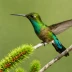 Santa Marta Sabrewing