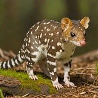 Spotted-tailed Quoll