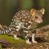 Spotted-tailed Quoll