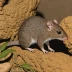 Sandstone Antechinus