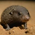 Southern Marsupial Mole