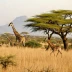 Samburu Savanna